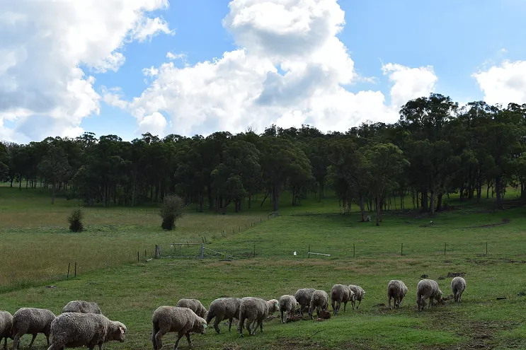 Merino sheep grazing in a green paddock